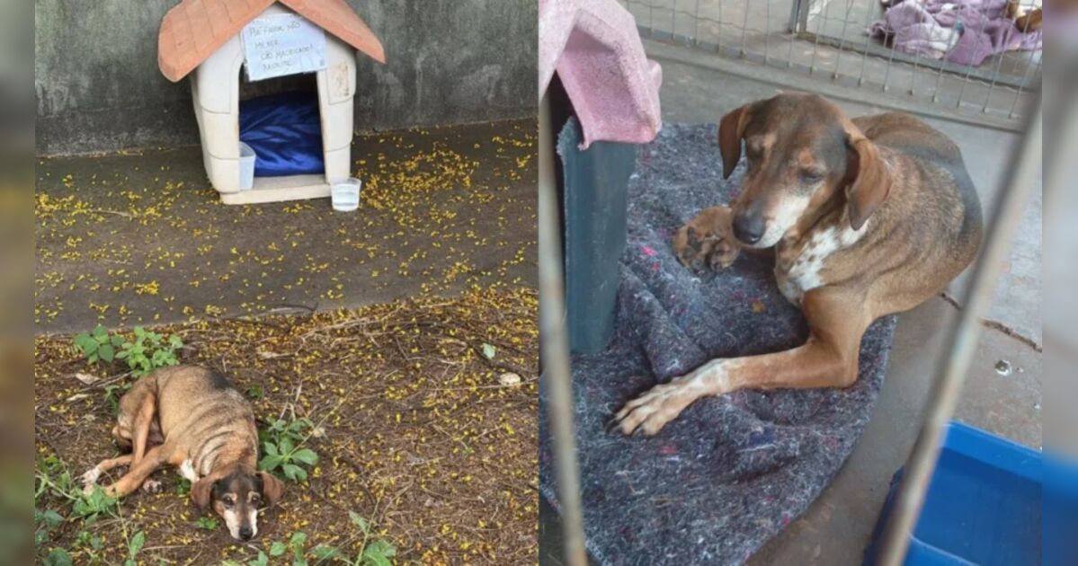 com-bilhete-pedindo-respeito,-cachorro-machucado-e-resgatado-em-maringa