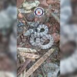 guarda-municipal-captura-cobra-dormideira-em-bairro-de-arapongas
