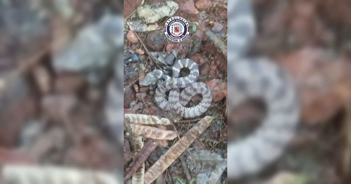guarda-municipal-captura-cobra-dormideira-em-bairro-de-arapongas