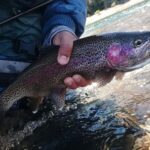 pesca-con-mosca-en-el-limay:-equipos,-lideres-y-tecnicas-para-comenzar-la-temporada