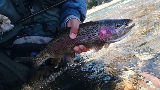 pesca-con-mosca-en-el-limay:-equipos,-lideres-y-tecnicas-para-comenzar-la-temporada