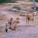 el-inba-no-considera-el-sacrificio-de-perros-como-solucion-y-por-ahora-el-ejercito-no-hara-capturas