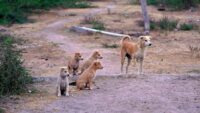 el-inba-no-considera-el-sacrificio-de-perros-como-solucion-y-por-ahora-el-ejercito-no-hara-capturas