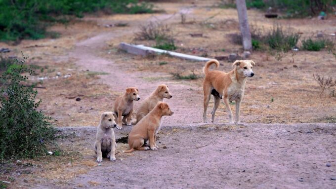 el-inba-no-considera-el-sacrificio-de-perros-como-solucion-y-por-ahora-el-ejercito-no-hara-capturas