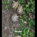 tortugas-sulcatas-nacen-en-el-zoologico-la-aurora-y-destacan-la-importancia-de-proteger-la-especie