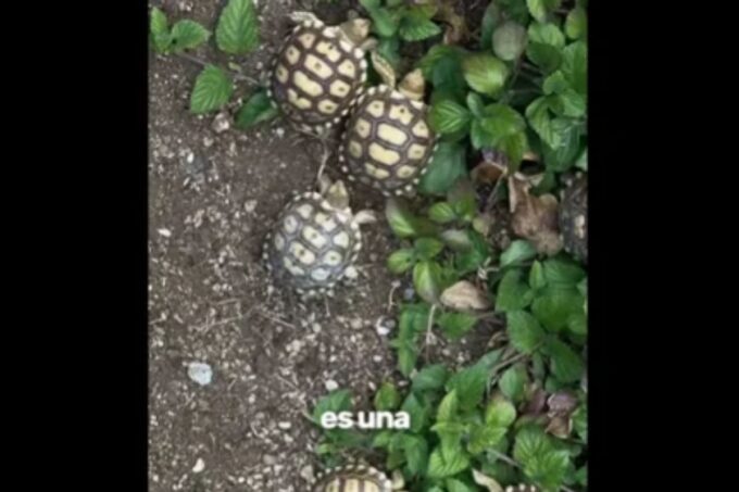 tortugas-sulcatas-nacen-en-el-zoologico-la-aurora-y-destacan-la-importancia-de-proteger-la-especie