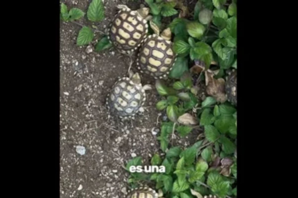 tortugas-sulcatas-nacen-en-el-zoologico-la-aurora-y-destacan-la-importancia-de-proteger-la-especie