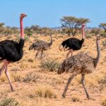 liberan-ocho-avestruces-en-una-reserva-de-africa-tras-mas-de-70-anos-de-ausencia:-su-regreso-tiene-un-proposito-clave-para-el-ecosistema
