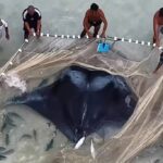 raia-gigante-e-resgatada-por-pescadores-apos-ficar-presa-em-rede-em-arraial-do-cabo