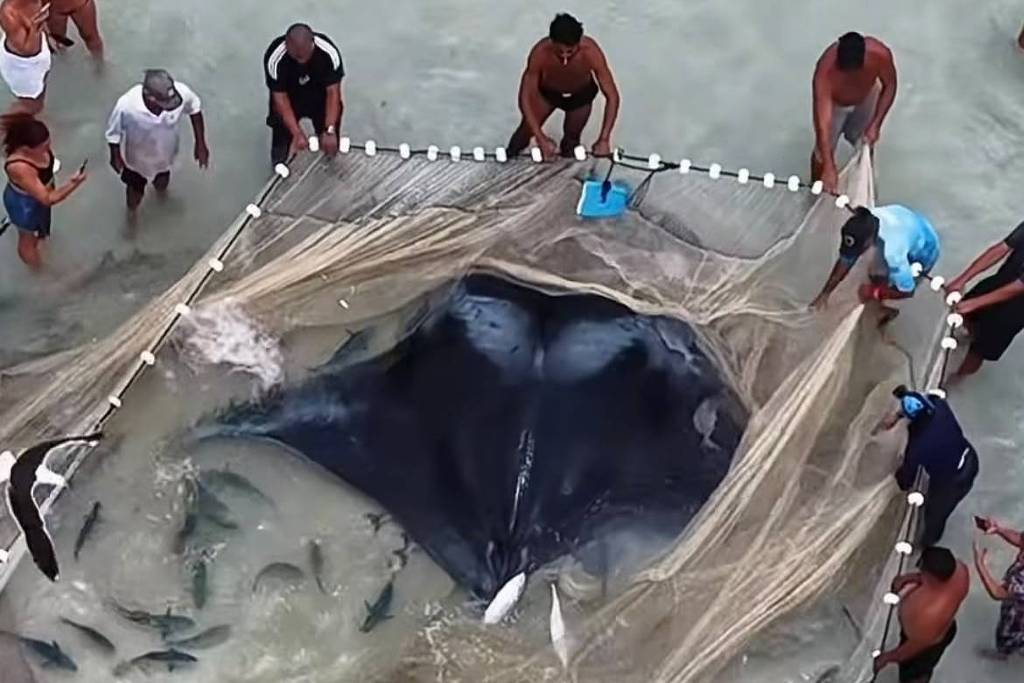 raia-gigante-e-resgatada-por-pescadores-apos-ficar-presa-em-rede-em-arraial-do-cabo