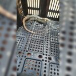 guarda-municipal-de-arapongas-resgata-lagarto-teiu-em-quintal-de-residencia