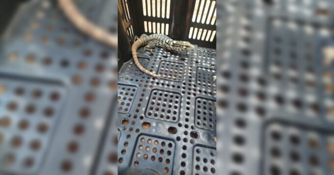 guarda-municipal-de-arapongas-resgata-lagarto-teiu-em-quintal-de-residencia