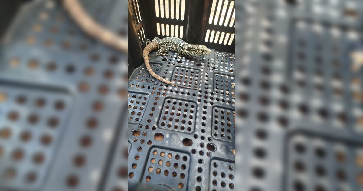 guarda-municipal-de-arapongas-resgata-lagarto-teiu-em-quintal-de-residencia