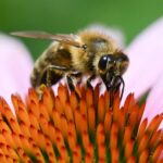 insetos-como-mosquitos-e-abelhas-exibem-personalidade-e-se-contrapoem-a-ideia-de-minirrobo