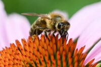 insetos-como-mosquitos-e-abelhas-exibem-personalidade-e-se-contrapoem-a-ideia-de-minirrobo