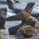 buscan-proteger-del-acercamiento-y-persecucion-a-la-fauna-marina-en-mar-del-plata