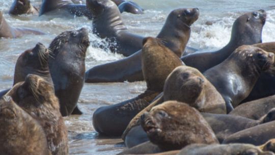 buscan-proteger-del-acercamiento-y-persecucion-a-la-fauna-marina-en-mar-del-plata
